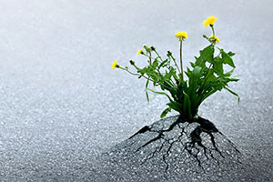 Resilient plant growing in concrete